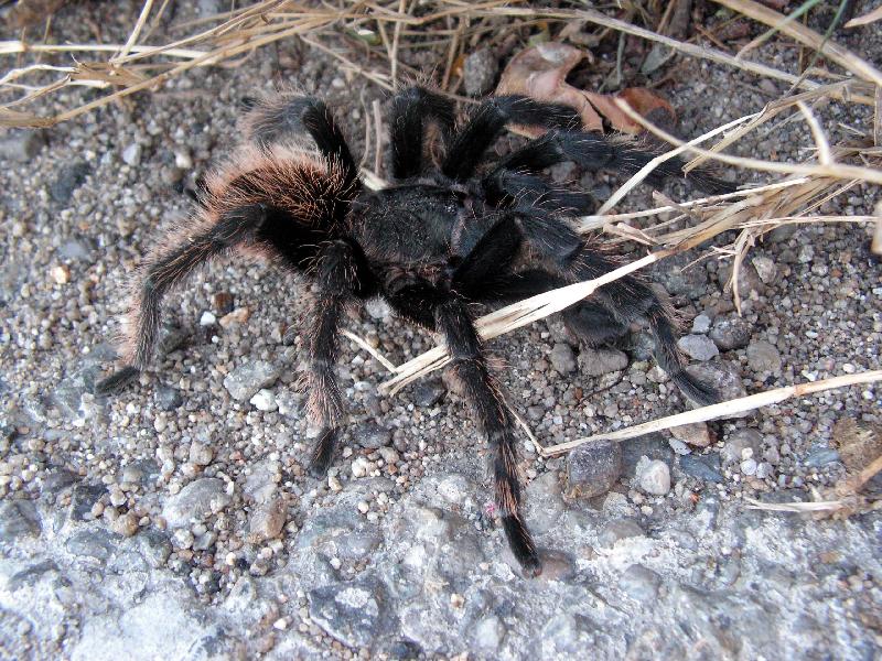 5889 Acapulco2PtoEscondido tarantula 